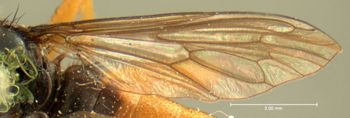Media type: image;   Entomology 12836 Aspect: wing